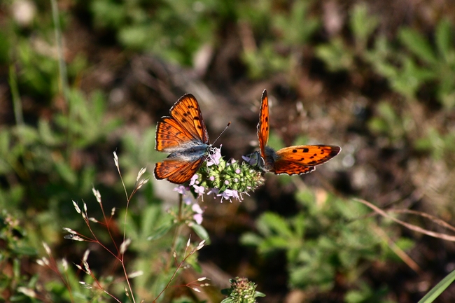 Lycaena alciphron